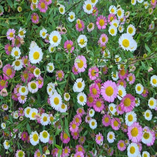 Karvinskianus Flower Seeds