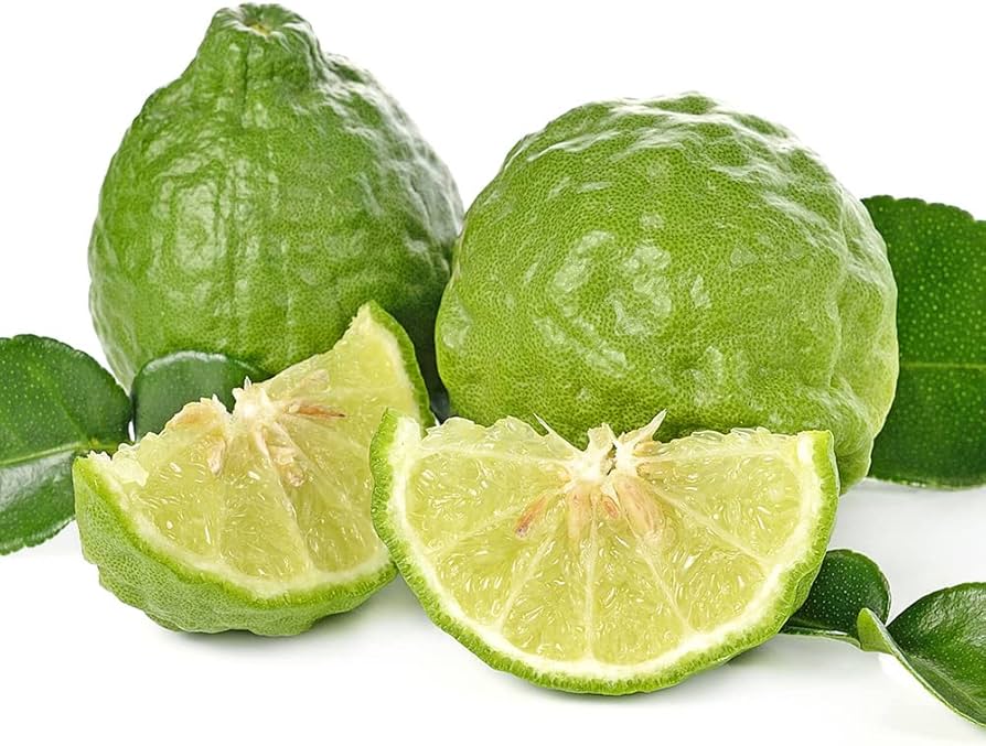 Leech Lime Citrus Aurantiifolia In