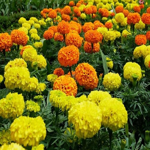 Yellow Orange Marigold Flower Seeds