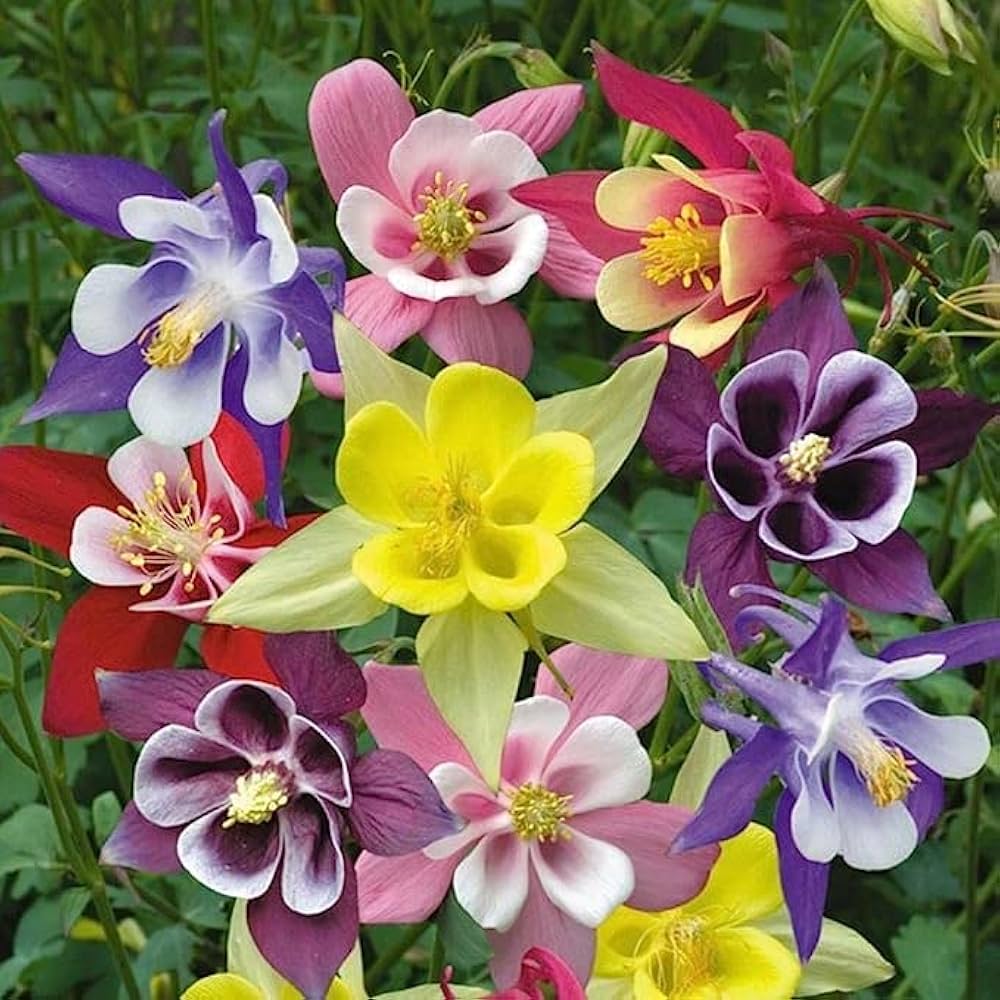 White Aquilegia Flower Seeds - Heirloom, Non-GMO, High Germination Flower Seeds for Planting