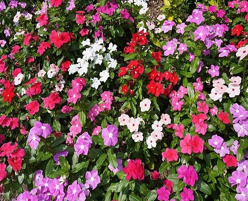 Impatiens Flower Seeds