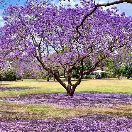 Purple Jacaranda Flower Seeds