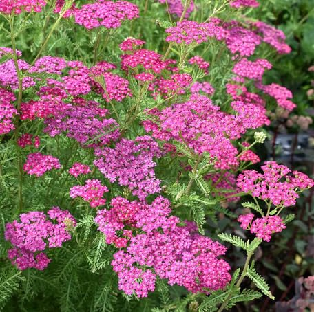 Pink Achillea Flower Seeds