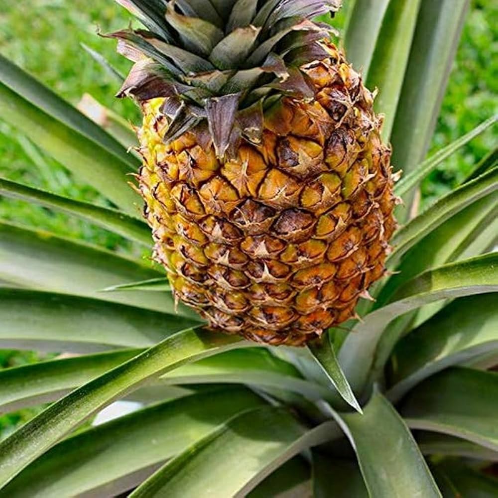 pineapple ananas comosus flower bed Fruit Seeds