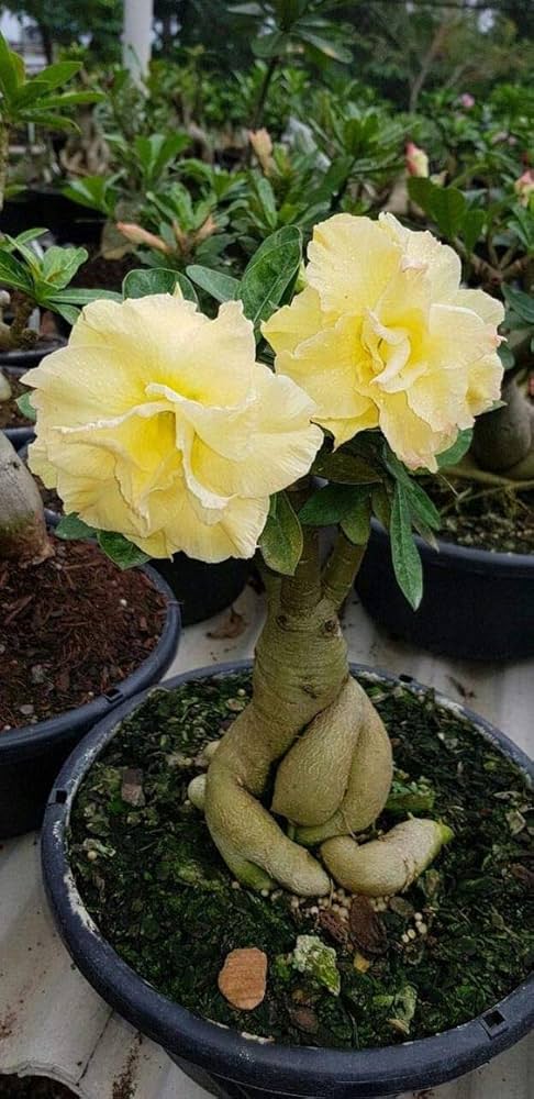 Yellow Adenium Flower Seeds - Heirloom Non GMO High Germination Garden Planting Seeds