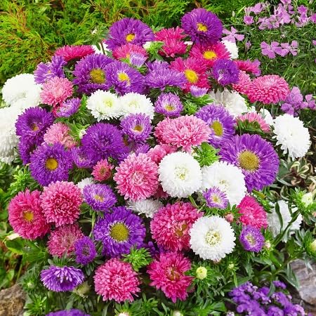 Aster Flower Seeds