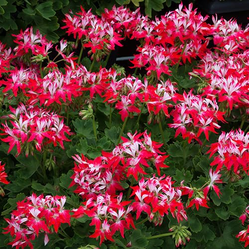Red White Geranium Flower Seeds