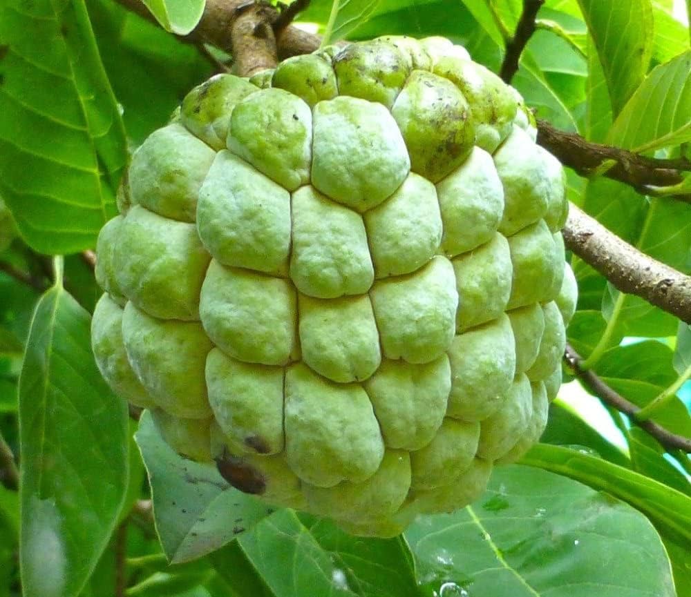 Annona Fruit Green Variety Orchard
