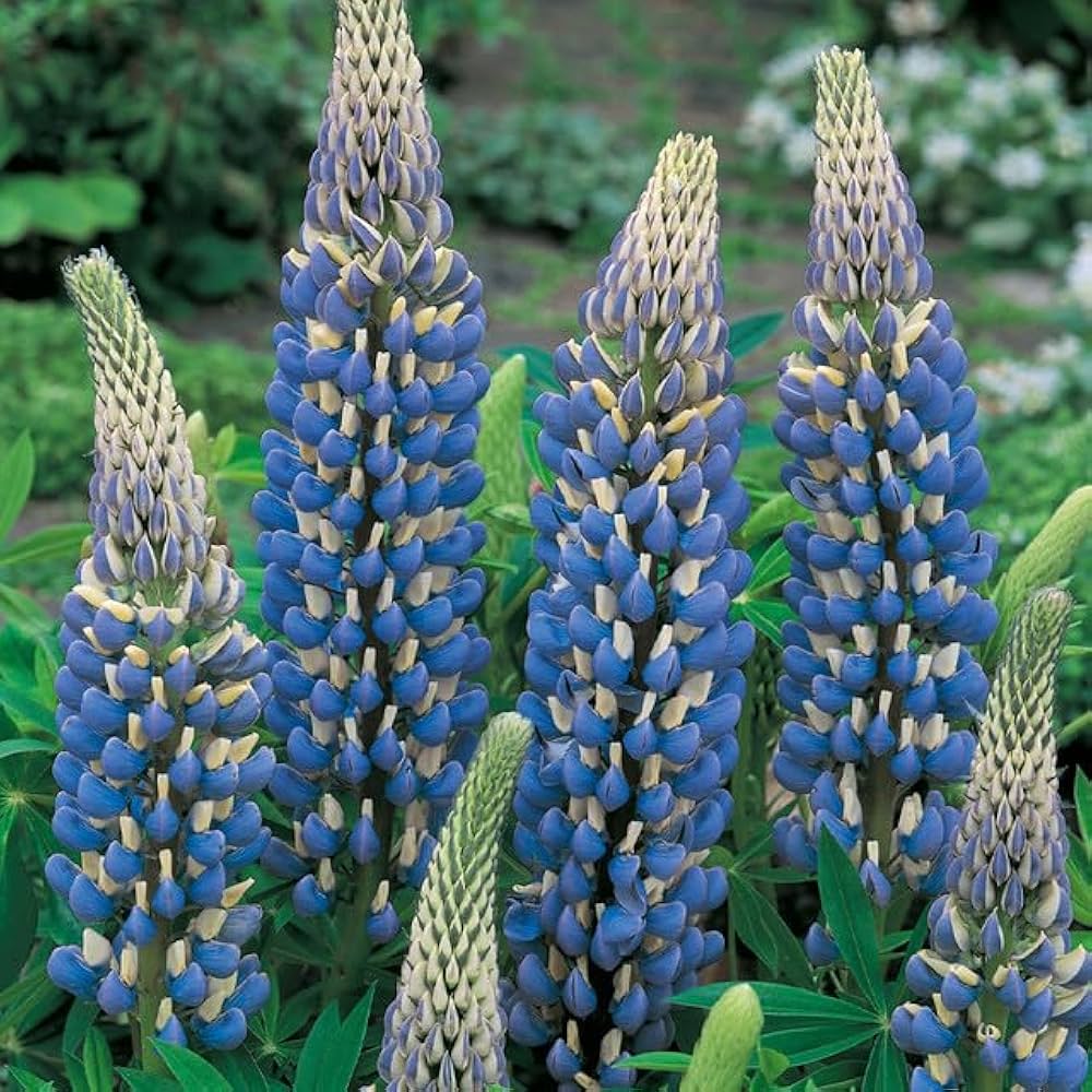 sweet blue lupine hardy perennial beautiful seeds