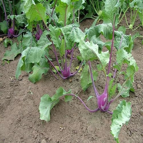 Purple Kohlrabi vegetable seeds for Home Gardening, Nutritious Backyard Harvest for kitchen garden planting