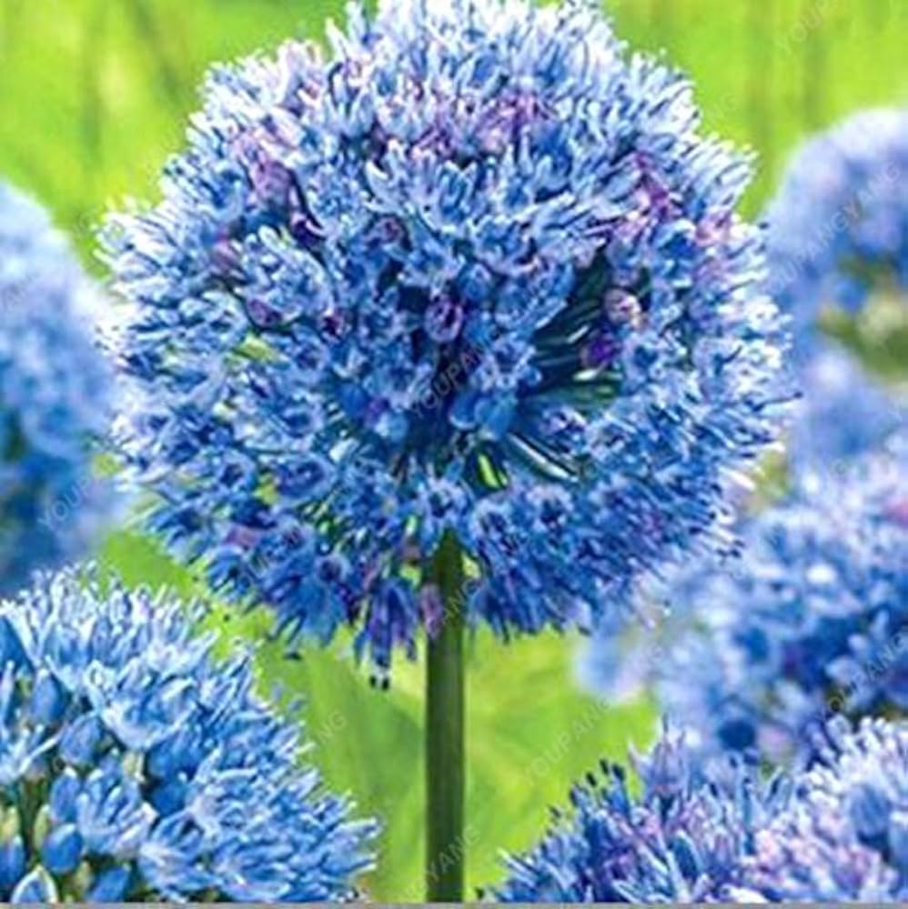 riesenlauch allium giganteum rare flowers and seeds