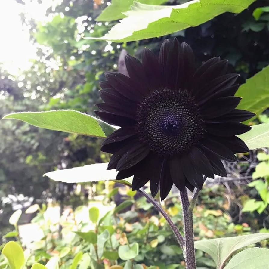 Black Climbing Zephirine Flowers Seeds. Premium Floral Seeds for Decorative Home Landscaping - Heirloom Non GMO Premium Garden Seeds for Planting