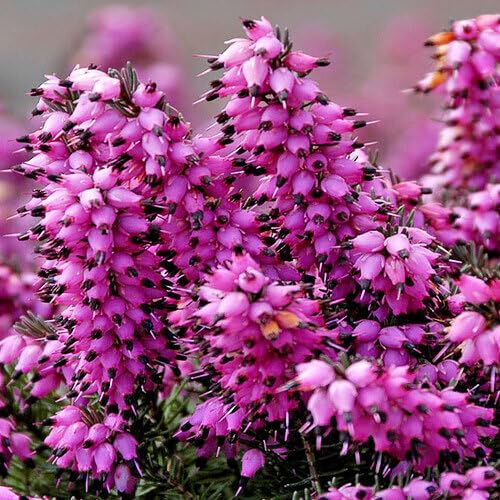 pink calluna flower seeds