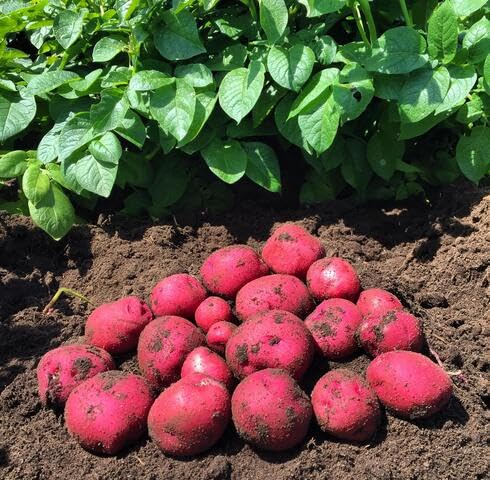 Pink Sweet Potato vegetable seeds vegetable seeds for Home Gardening, Healthy Culinary Garden for kitchen garden planting