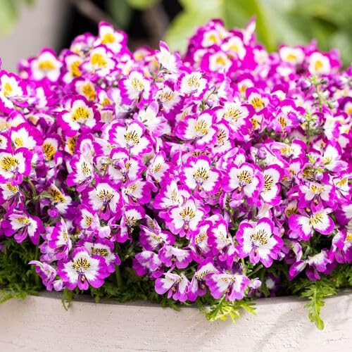 Pink Schizanthus Flower Seeds