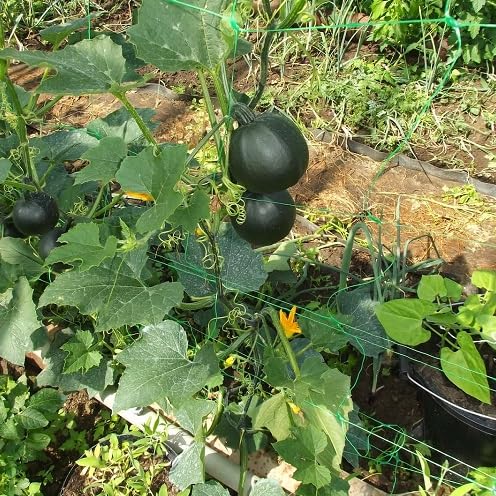 Green gem Squash vegetable seeds for Home Gardening, Heirloom, Non-GMO, High Germination for kitchen garden planting
