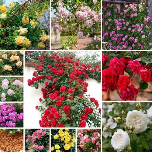 Mixed Climbing Rose Flower Seeds
