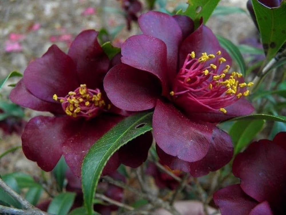 Pink Camellia Flower Seeds Perennial Heirloom, Non-GMO, High Germination - Heirloom Non GMO High Germination Organic Gar