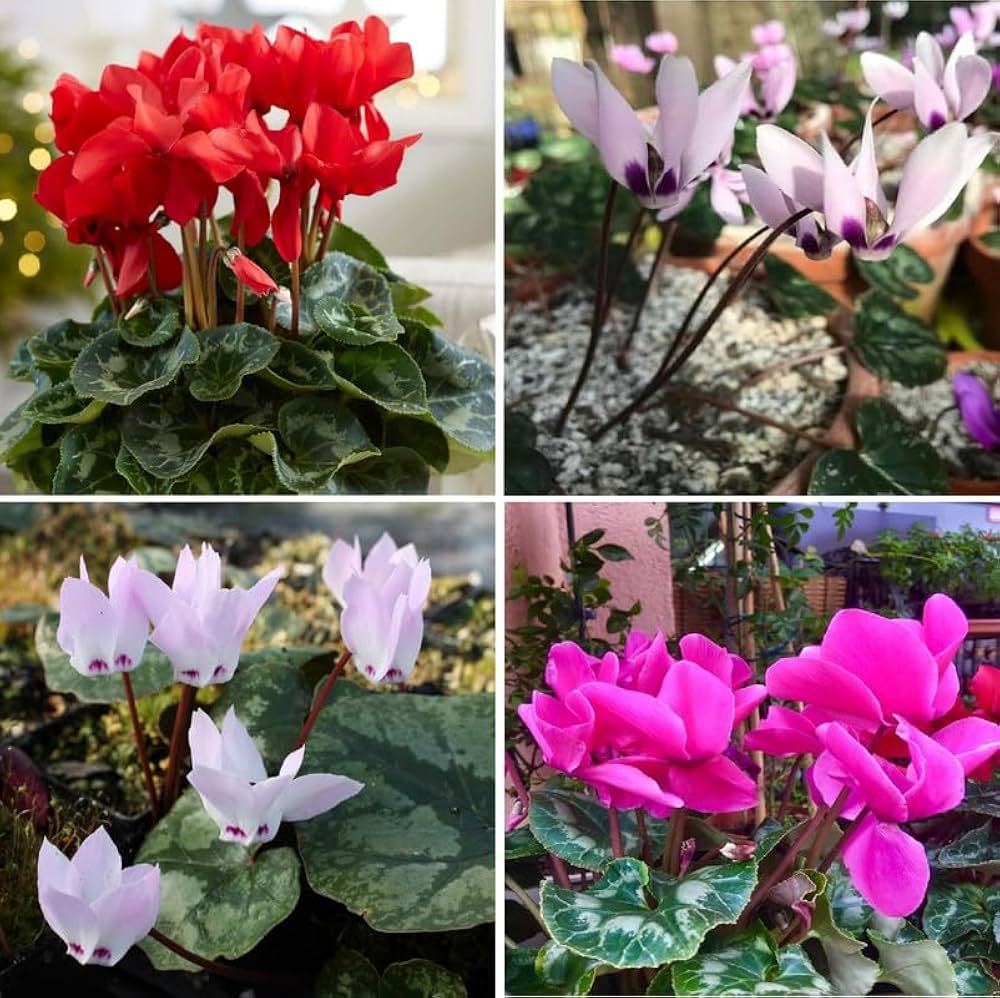 Cyclamen Flower Seeds - Heirloom Non GMO High Germination Premium Garden Seeds for Planting