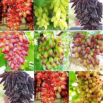 mixed sweet seedless grape fruit Fruit Seeds organic garden seeds