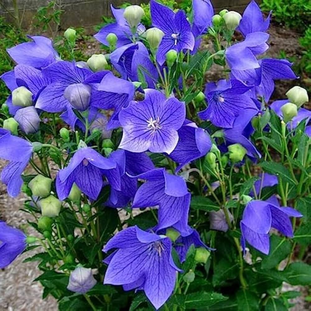 Blue Heirloom Non Gmo Balloon Flower Striking Balloon Like Blooms In Your Garden Flower Seeds