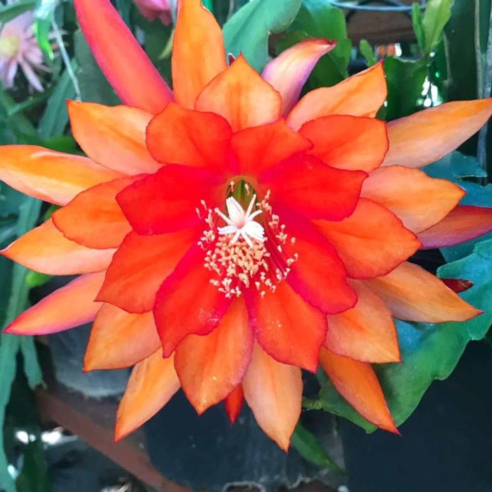 Orange Epiphyllum Flower Seeds