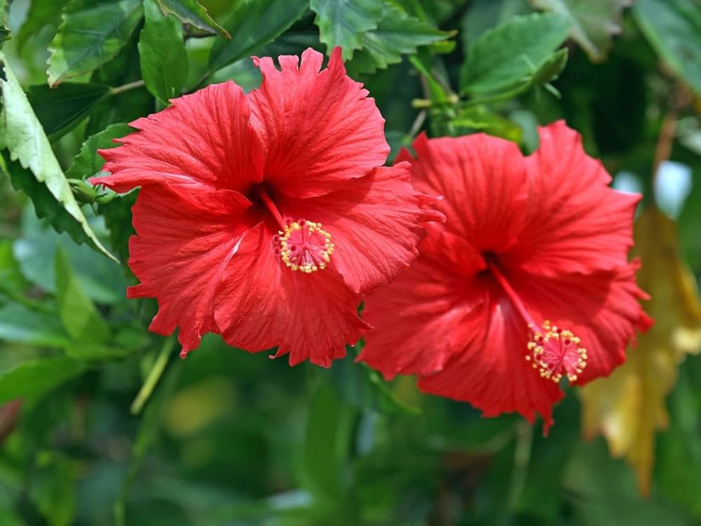 hibiscus rosa sinensis mixed flower bed patio