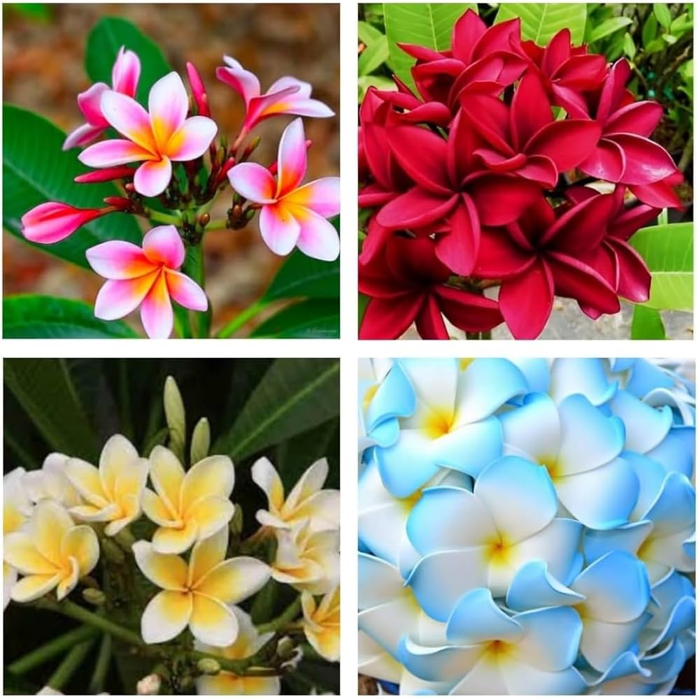 Frangipani Flower Seeds