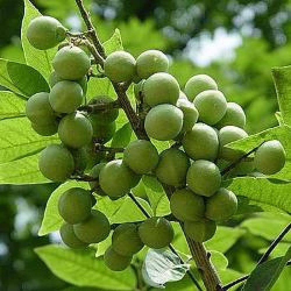 Soapberry Plant Growing Natural Trees Gmo Free For Home Fruit Seeds