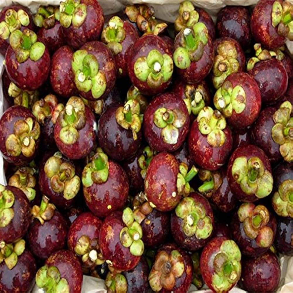 Mangostana Fruit Seeds