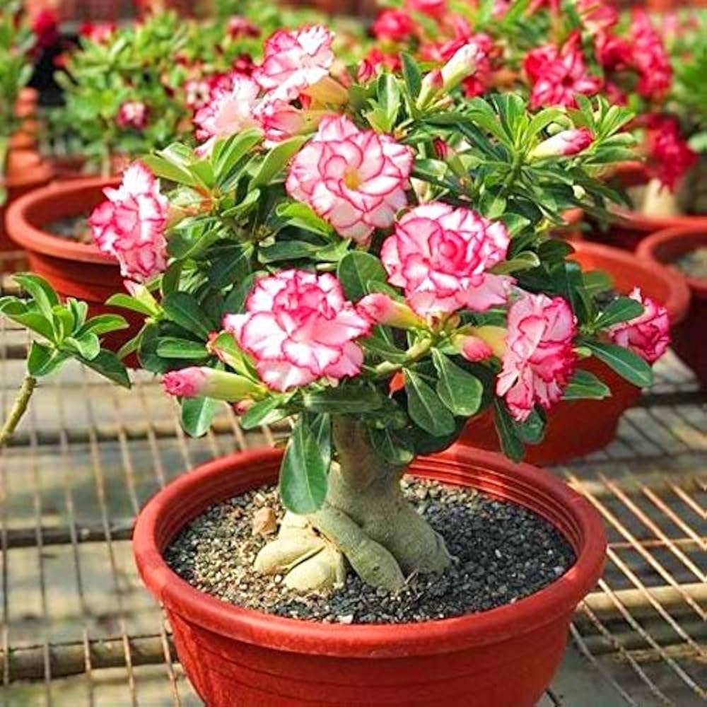 Red Yellow Kekhuaye Desert Rose