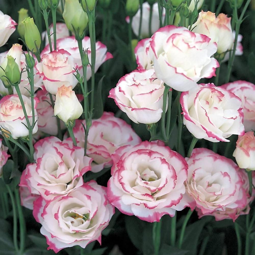 Pink White Lisianthus Flower Seeds - Heirloom Non-GMO High Germination Flower Seeds for Planting