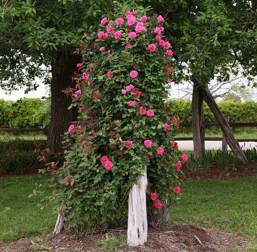 Pink Zephirine Flower Seeds