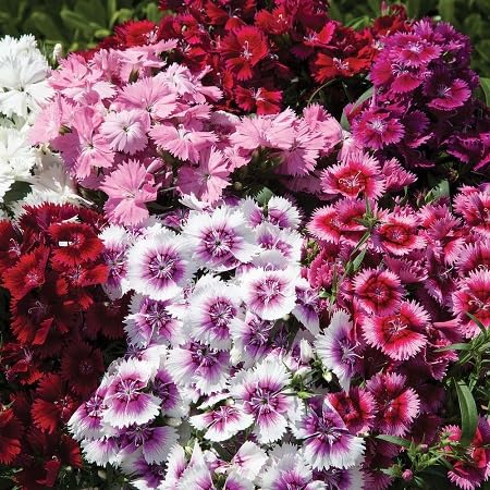 Dianthus Flower Seeds