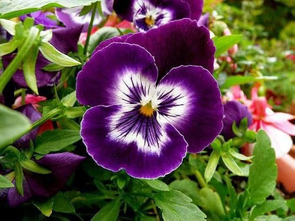 Marron Pansy Flower Seeds for Planting Heirloom Non-GMO High Germination Organic Garden Seeds Exotic Backyard Beauty -