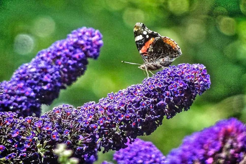 Buddleia Flower Buddleia Spp