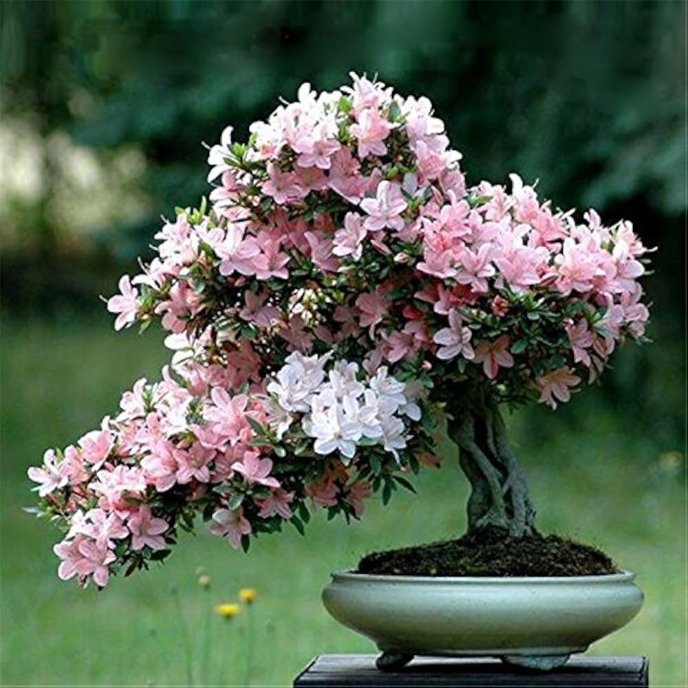 Bonsai Flower Garden Flower Seeds