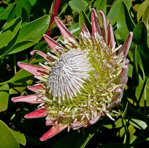 Pink Protea Flower Seeds