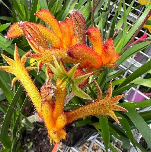 Red Anigozanthos Hybrid Flower Seeds