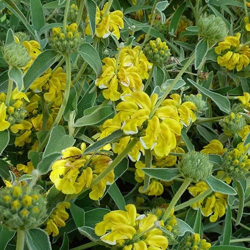 Yellow SAGE Flower Seeds