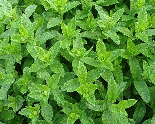 Mint Plant Seeds herb seeds - heirloom, natural growing garden seeds