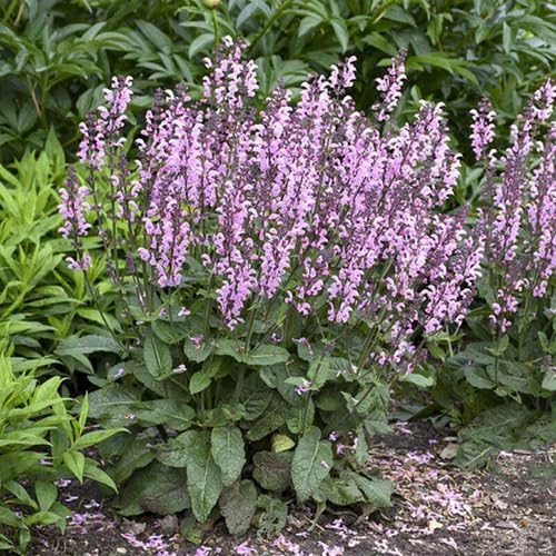 Pink Salvia Flower Seeds