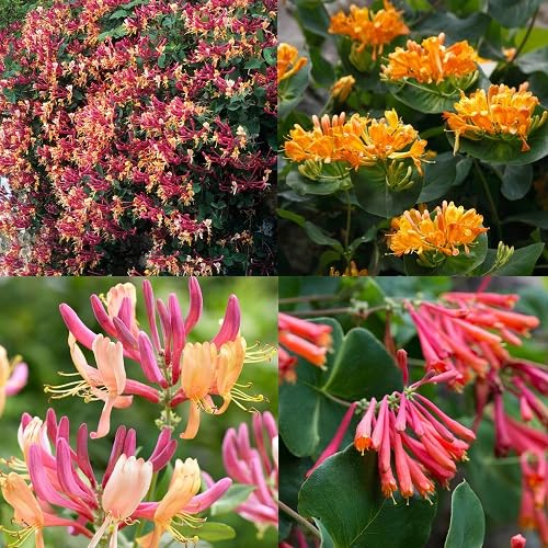 Honeysuckle Flower Seeds