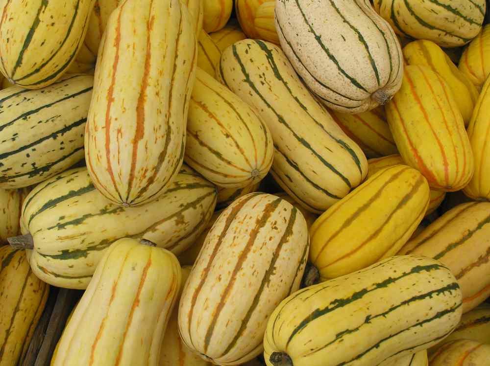 Delicata Striped Squash Seeds for Planting - Heirloom & Non Gmo Garden Seeds