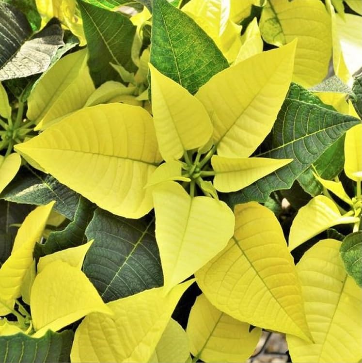Yellow Poinsettia Flower Seeds 