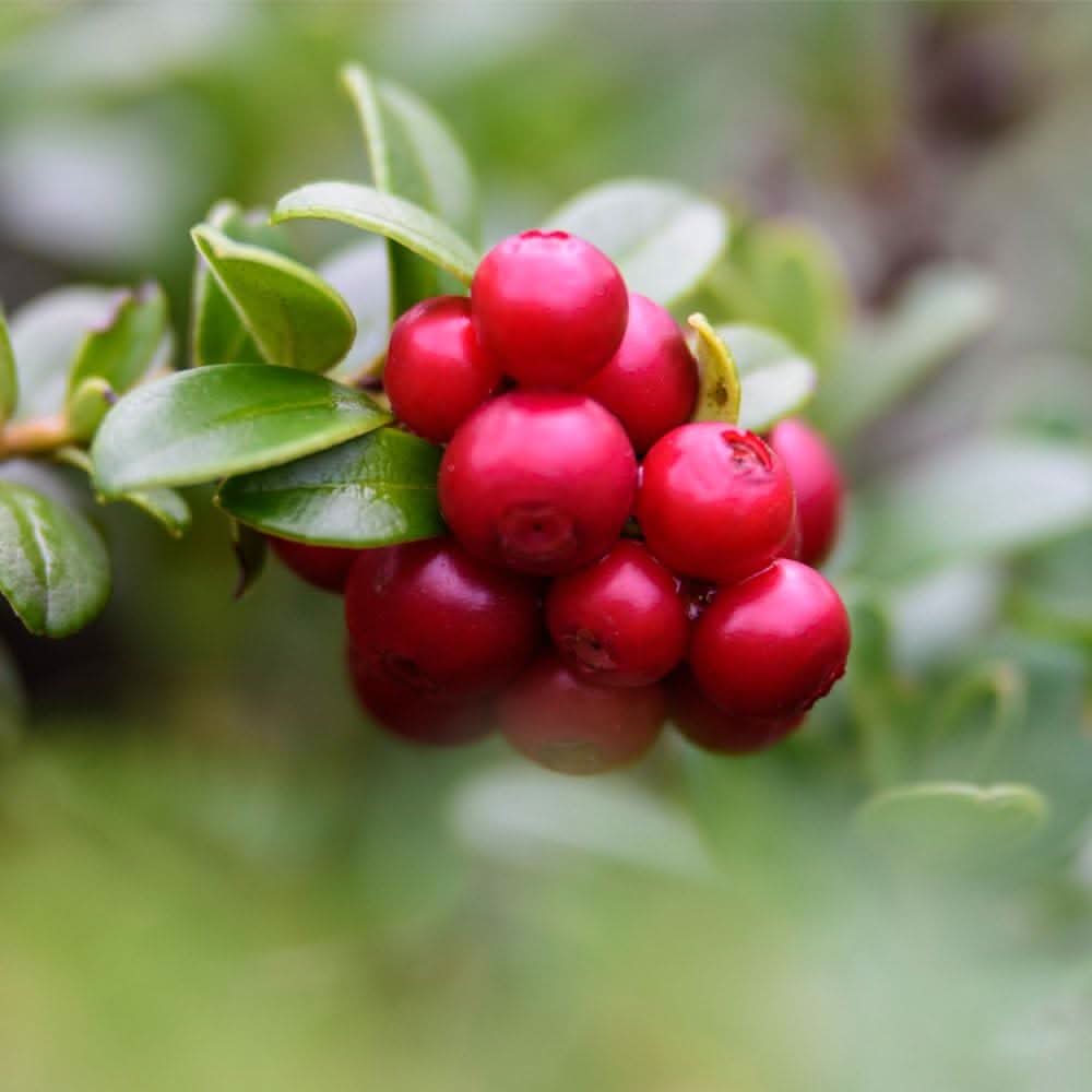 Lingonberry Fruit Growing Tangy And Nutritious Red Berries Fruit Seeds
