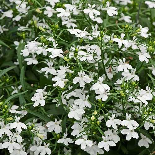 white isotoma axillaris flower
