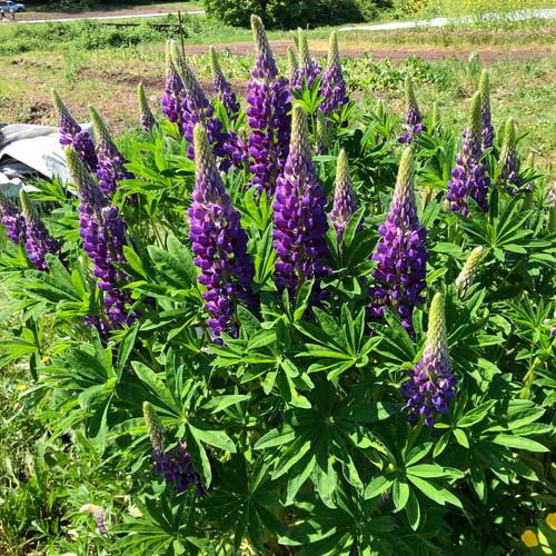 Purple Lupine Flower Seeds