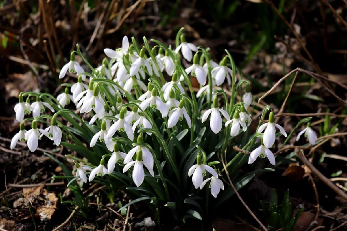 Snowdrop Flower Seeds