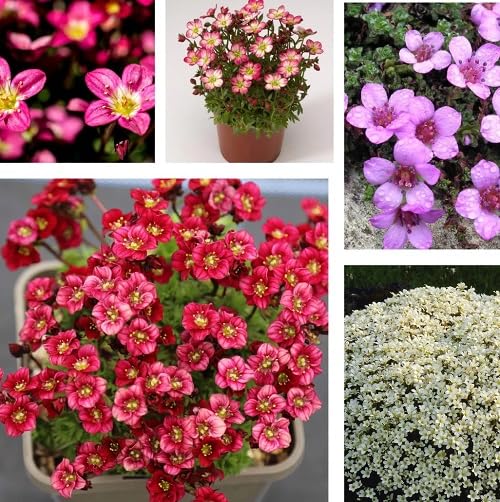 mixed saxifrage flower seeds